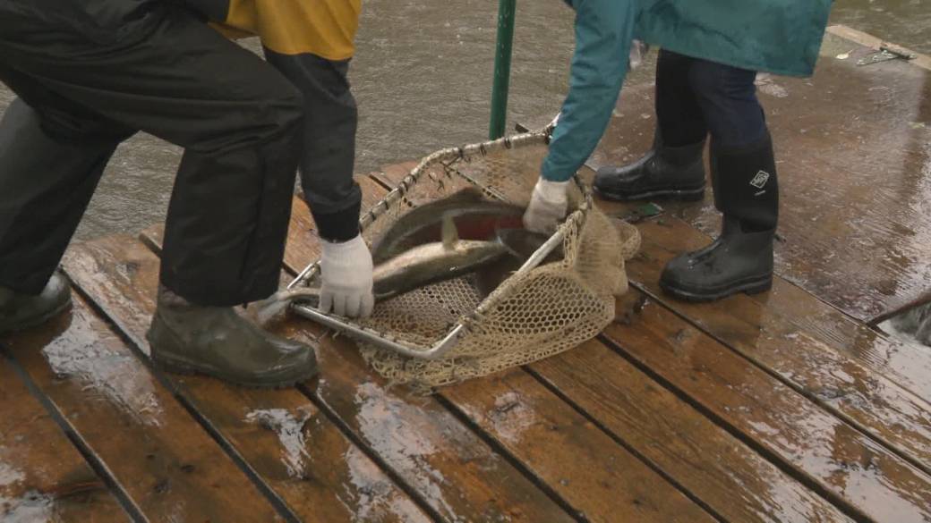 I-click upang i-play ang video: 'Ang mga environmentalist na nakikipaglaban upang iligtas ang Surrey salmon bearing river'