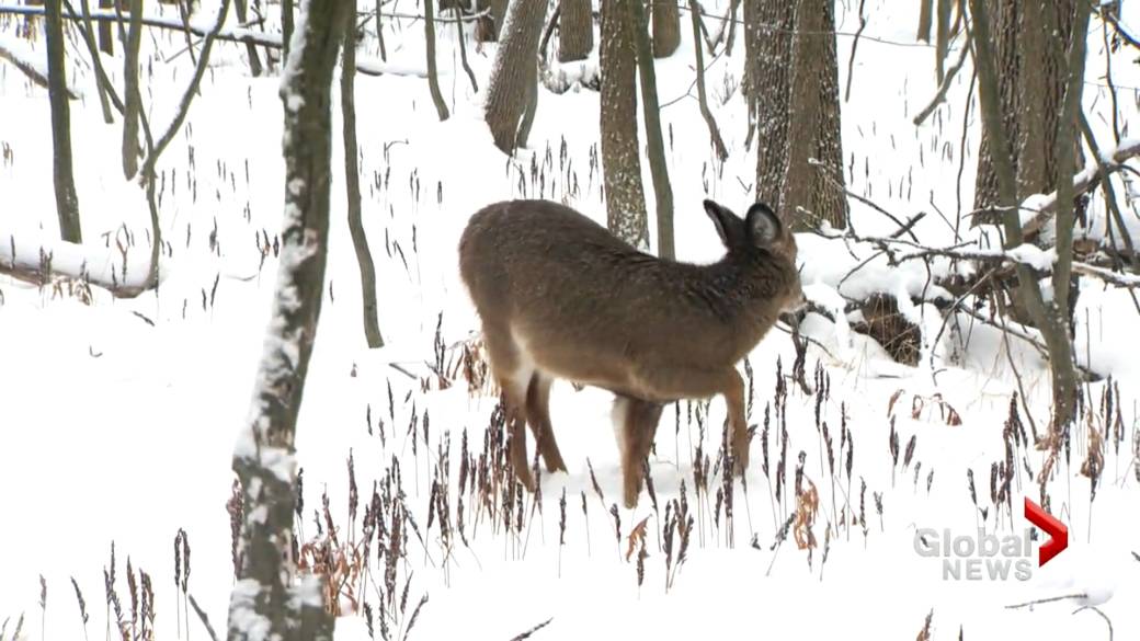 I-click upang i-play ang video: 'Longueuil, Que., bukas para sa talakayan sa mga grupo ng pagliligtas ng mga hayop tungkol sa plano ng paghukay ng usa'